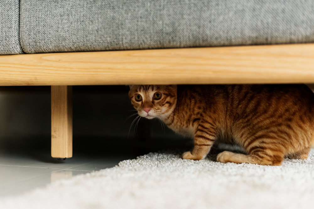 a,cat,hiding,under,a,couch a,cat,hiding,under,a,couch