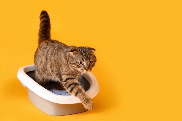cat litter box on yellow 600nw 2282614165 cat litter box on yellow 600nw 2282614165