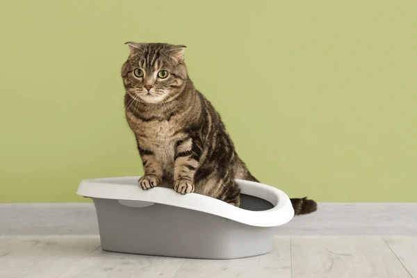 cute cat litter box near 600nw 2483962651 cute cat litter box near 600nw 2483962651