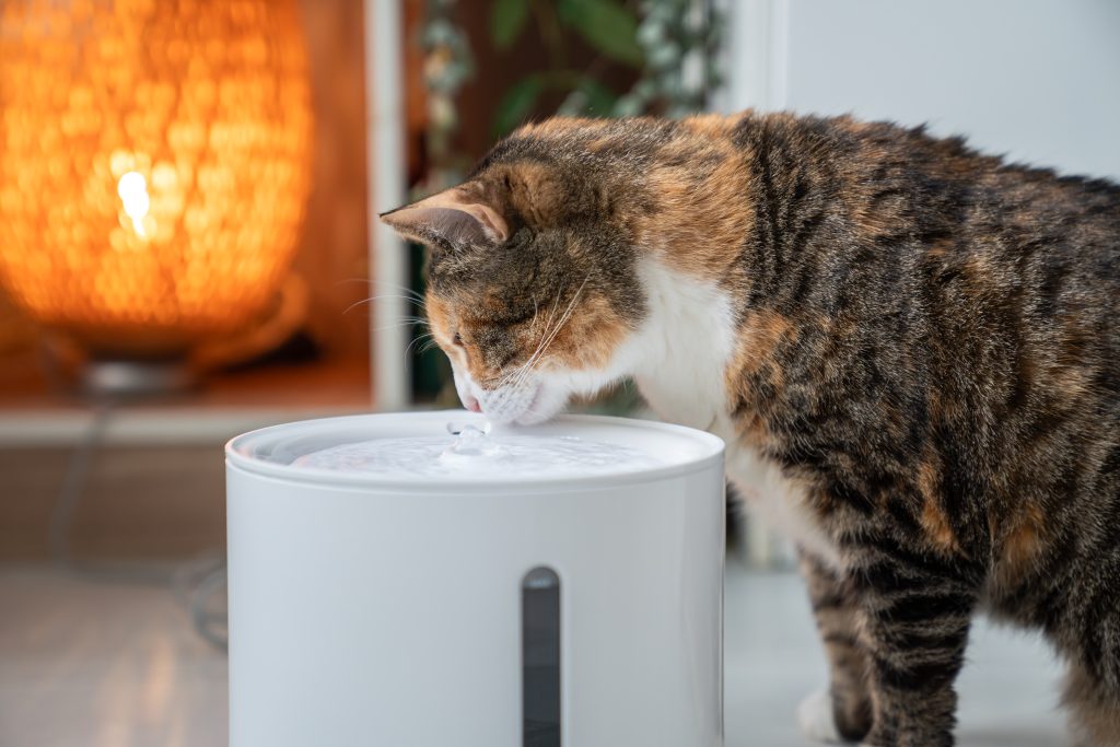 cat drinking from automatic water dispenser close up. smart pet drinker with mobile app connection.