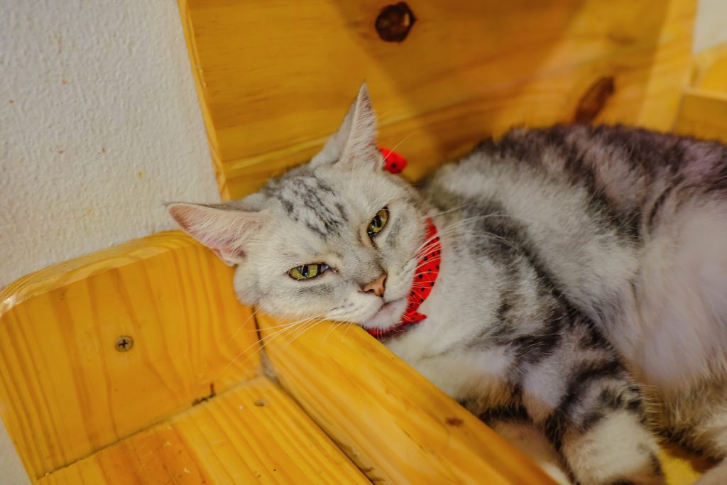 close up cute cat sleep in the wooden box.cute cat make a bored face close up cute cat sleep in the wooden box.cute cat make a bored face