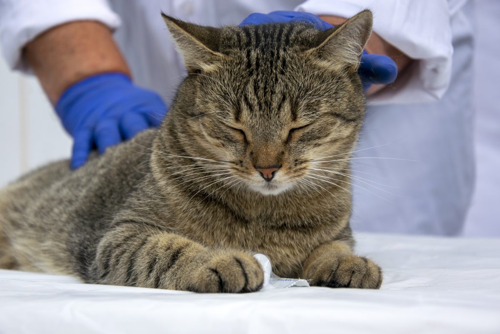 close up of a gray cat on the vet's table. examination of the kitten before vaccination. veterinarian and cat. close up of a gray cat on the vet's table. examination of the kitten before vaccination. veterinarian and cat.
