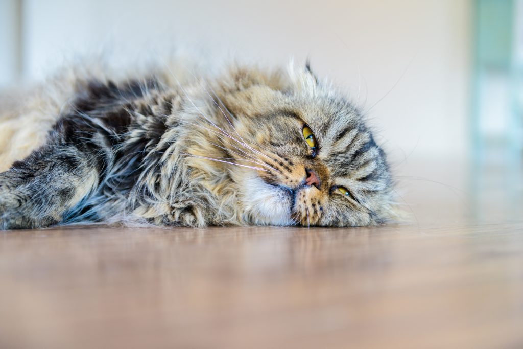 cute brown scottish fold cat lying on the floor cute brown scottish fold cat lying on the floor