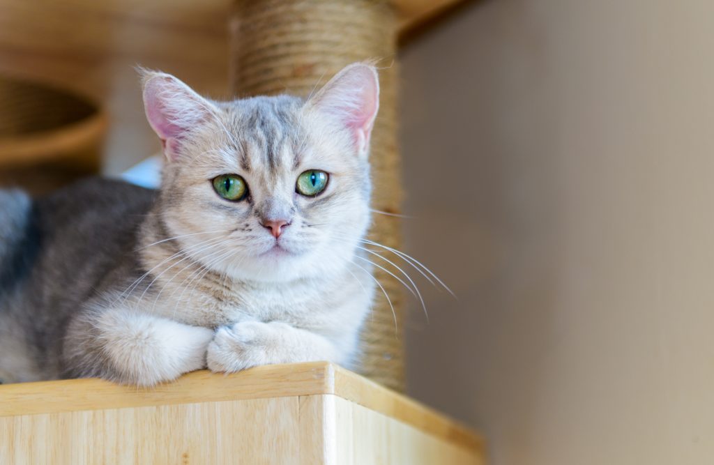 cute brown scottish fold cat sitting on wood, cute brown scottish fold cat sitting on wood,