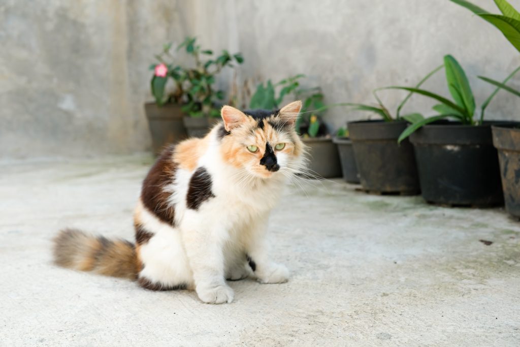 vecteezy domestic cat with three colors roams the rooftop animal 50038911