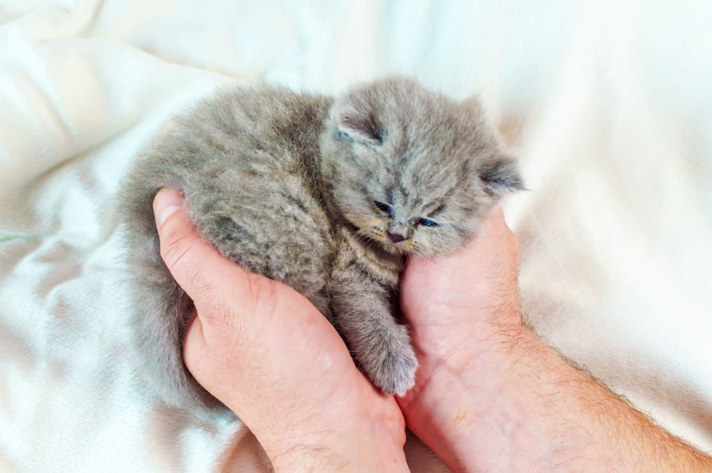 little kitten in a hand