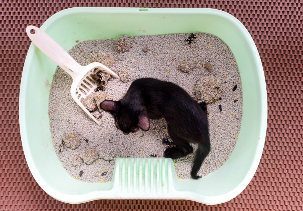 puppy black cat is pooping in the cat bathroom. puppy black cat is pooping in the cat bathroom.