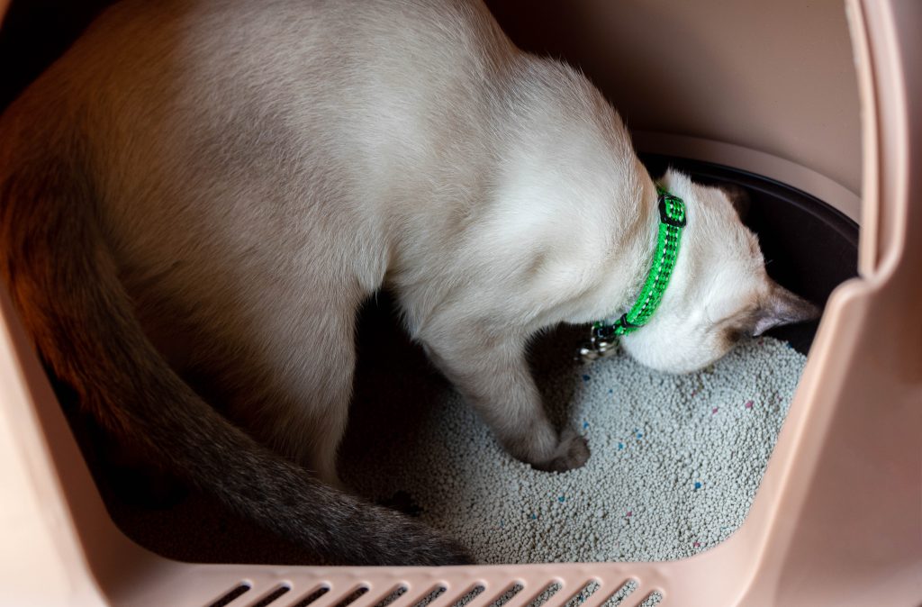 white cat is pooping in the cat bathroom.