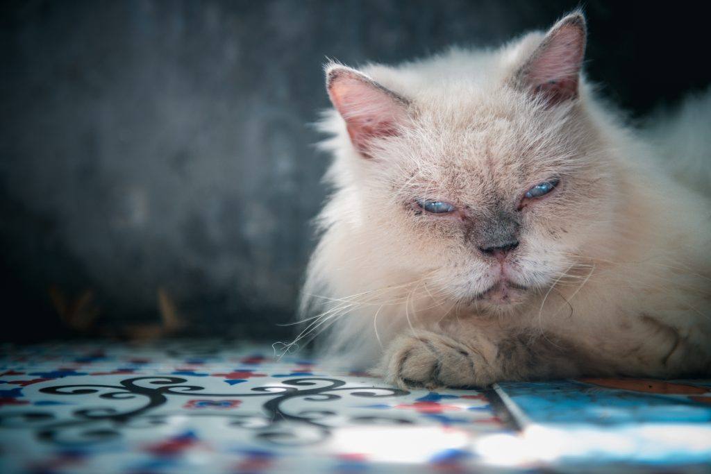 white persian cat lying on floor and look at camera, pet and ani white persian cat lying on floor and look at camera, pet and ani