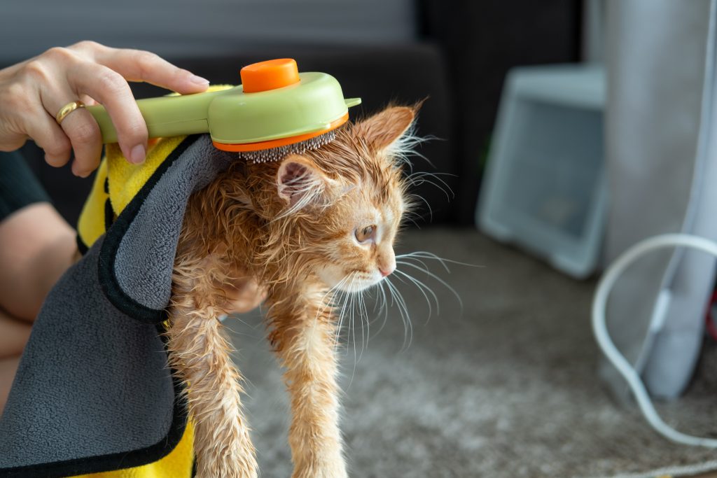 woman's hand giving a dry bath to an orange cat in the house.