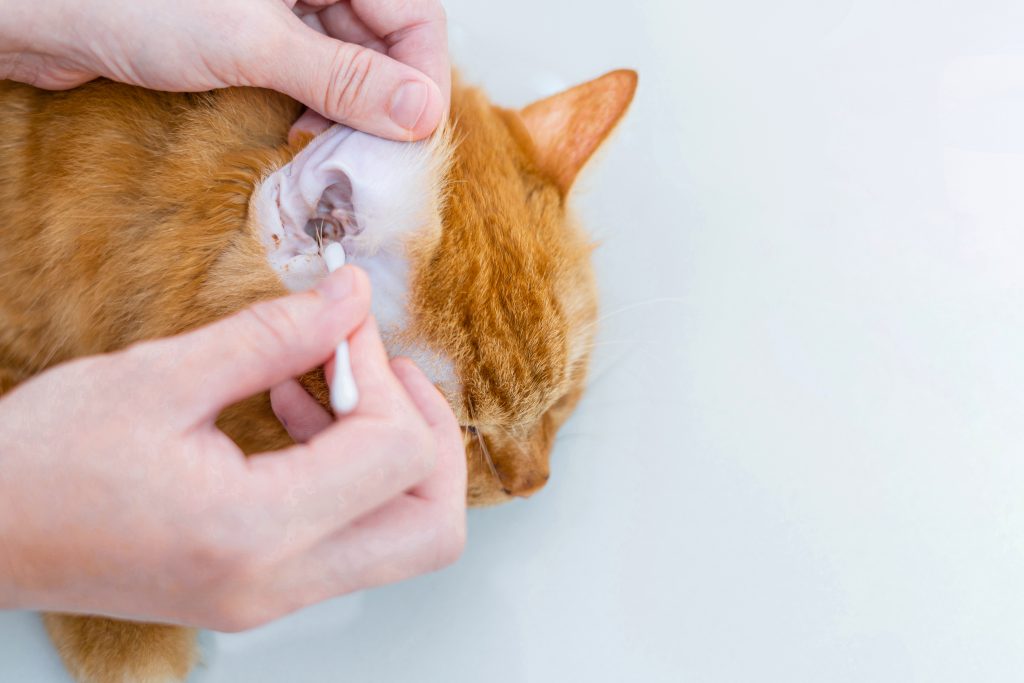 woman use a cloth cleaning cat ears in bathe ginger cat dry clea woman use a cloth cleaning cat ears in bathe ginger cat dry clea