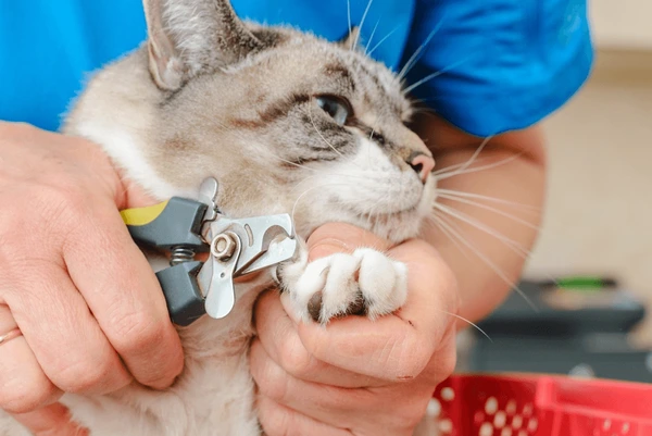 veterinarian performs cats nail trimming 600nw 2453054657 veterinarian performs cats nail trimming 600nw 2453054657