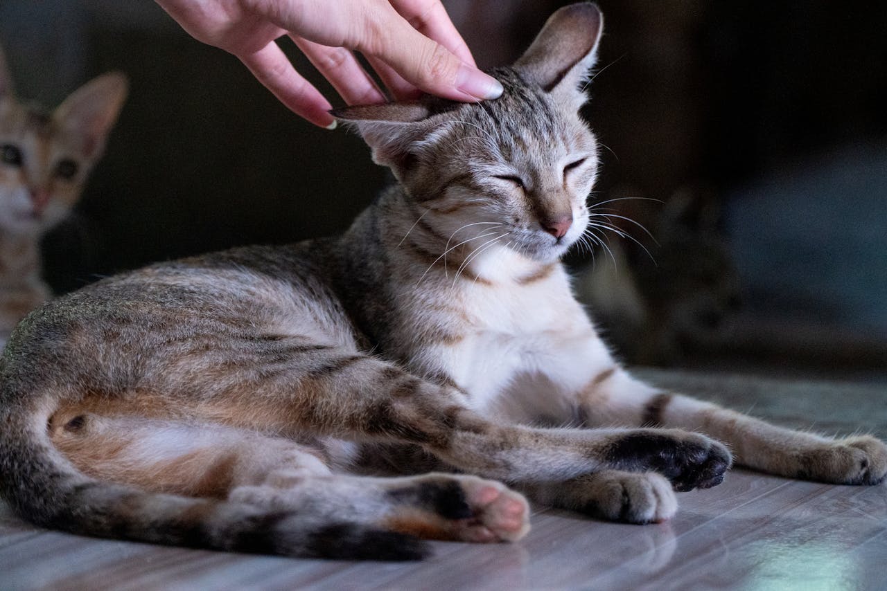 Close-up of a relaxed cat being petted by a human hand indoors.