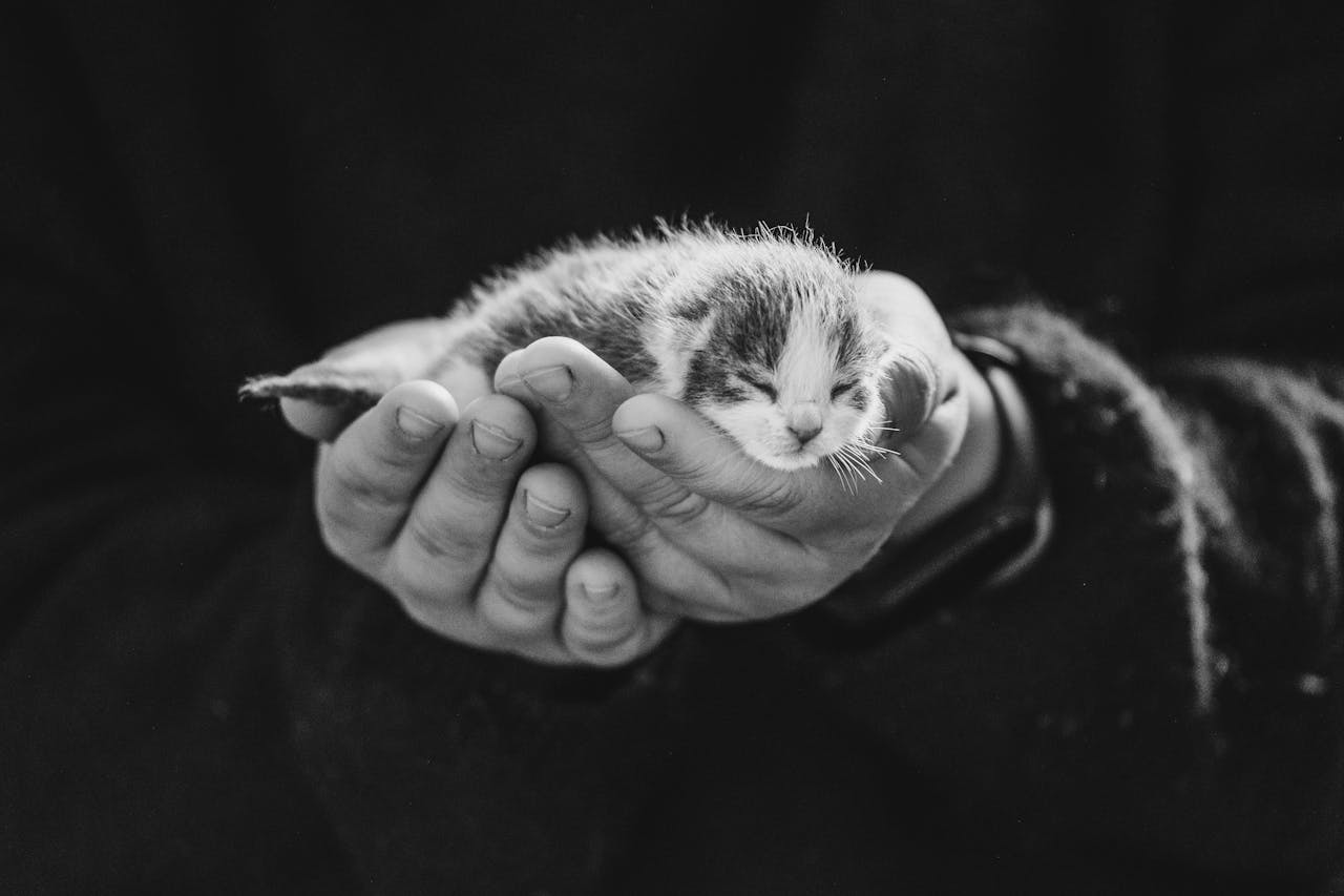 A heartwarming black and white image of a tiny newborn kitten gently cradled in human hands.