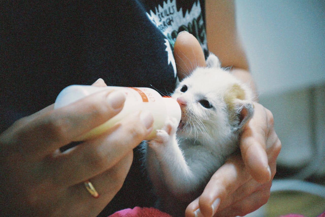 A person bottle-feeding a small kitten, showing care and nurturing indoors.