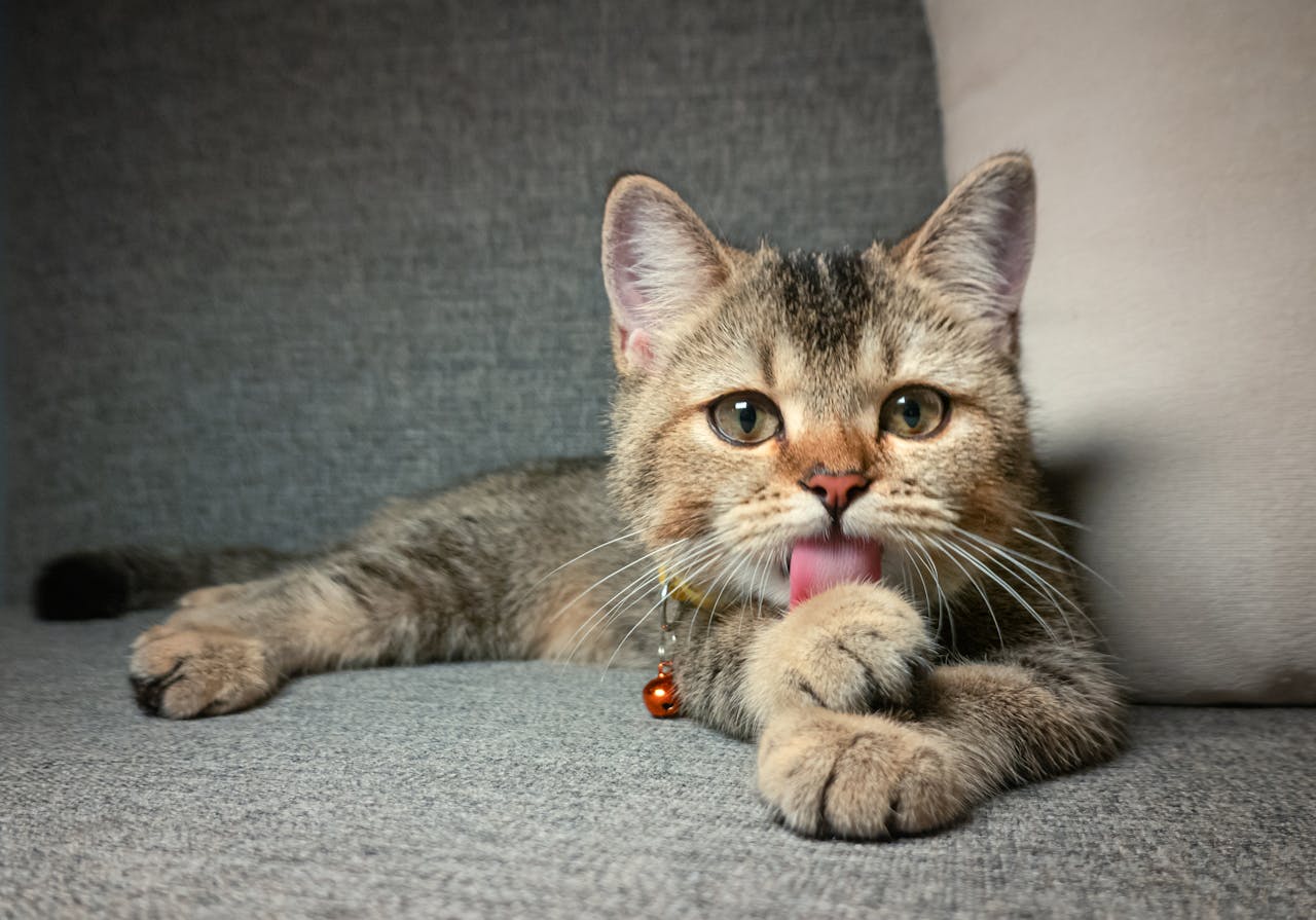 Adorable tabby cat licking paw, wearing a bell collar, and relaxing on a gray couch indoors.