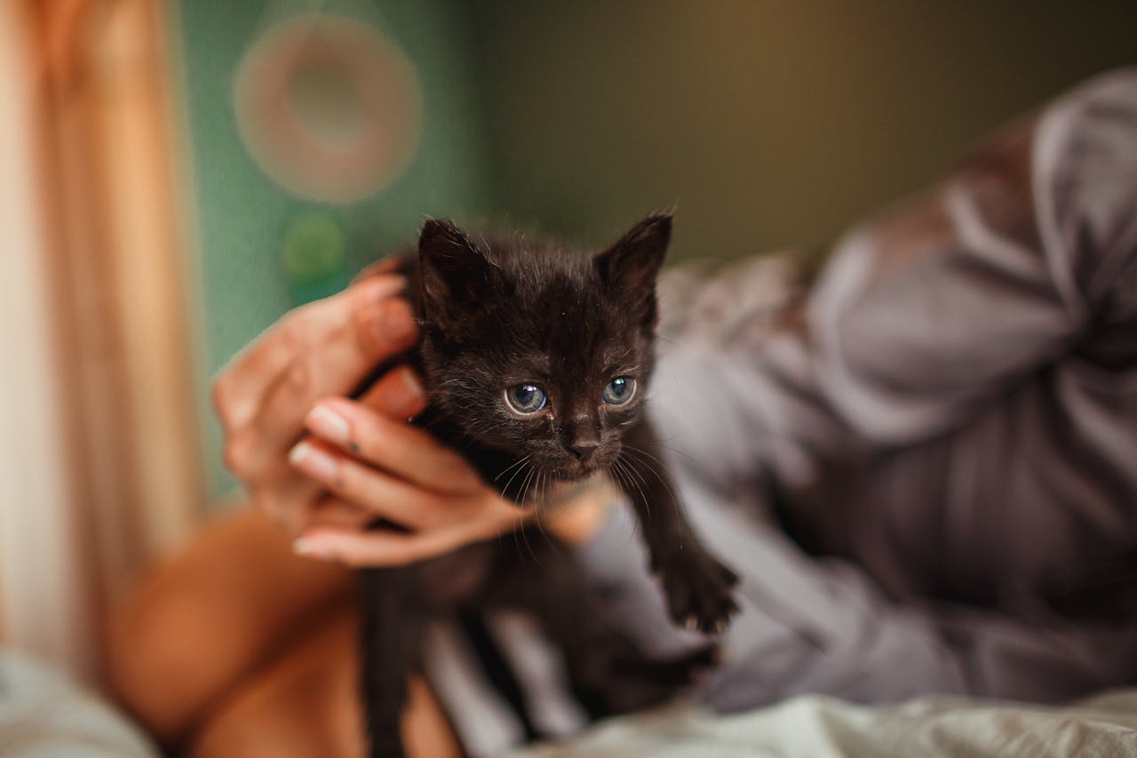 Adorable black kitten being gently held indoors with soft focus effect.