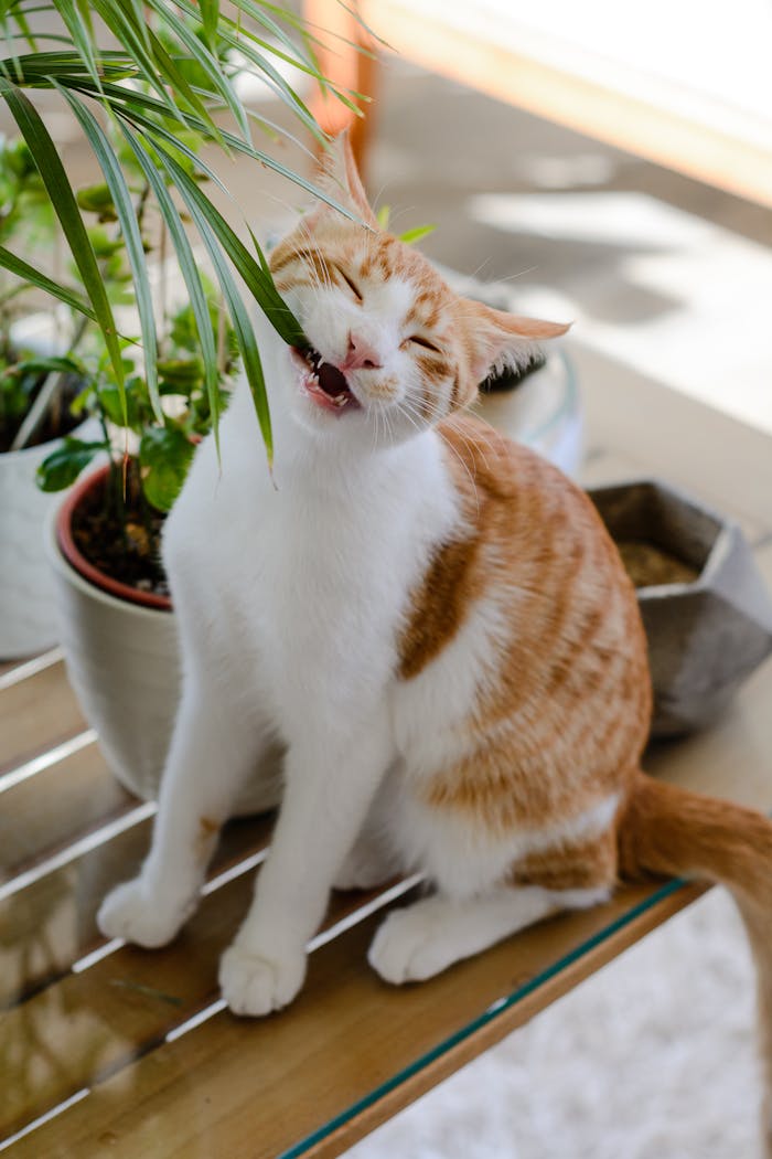 Amusing image of a curious orange cat nibbling on indoor plants in a sunlit room.