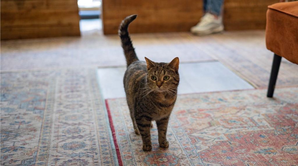 introduce a new cat to your home