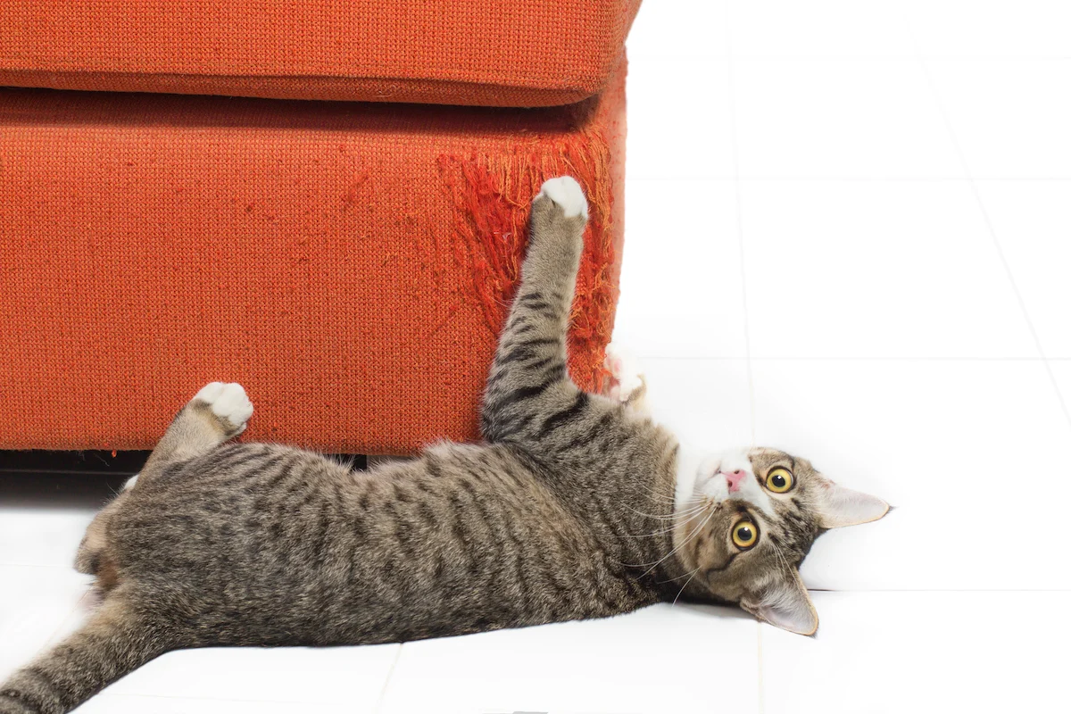 how to stop your cat from scratching furniture