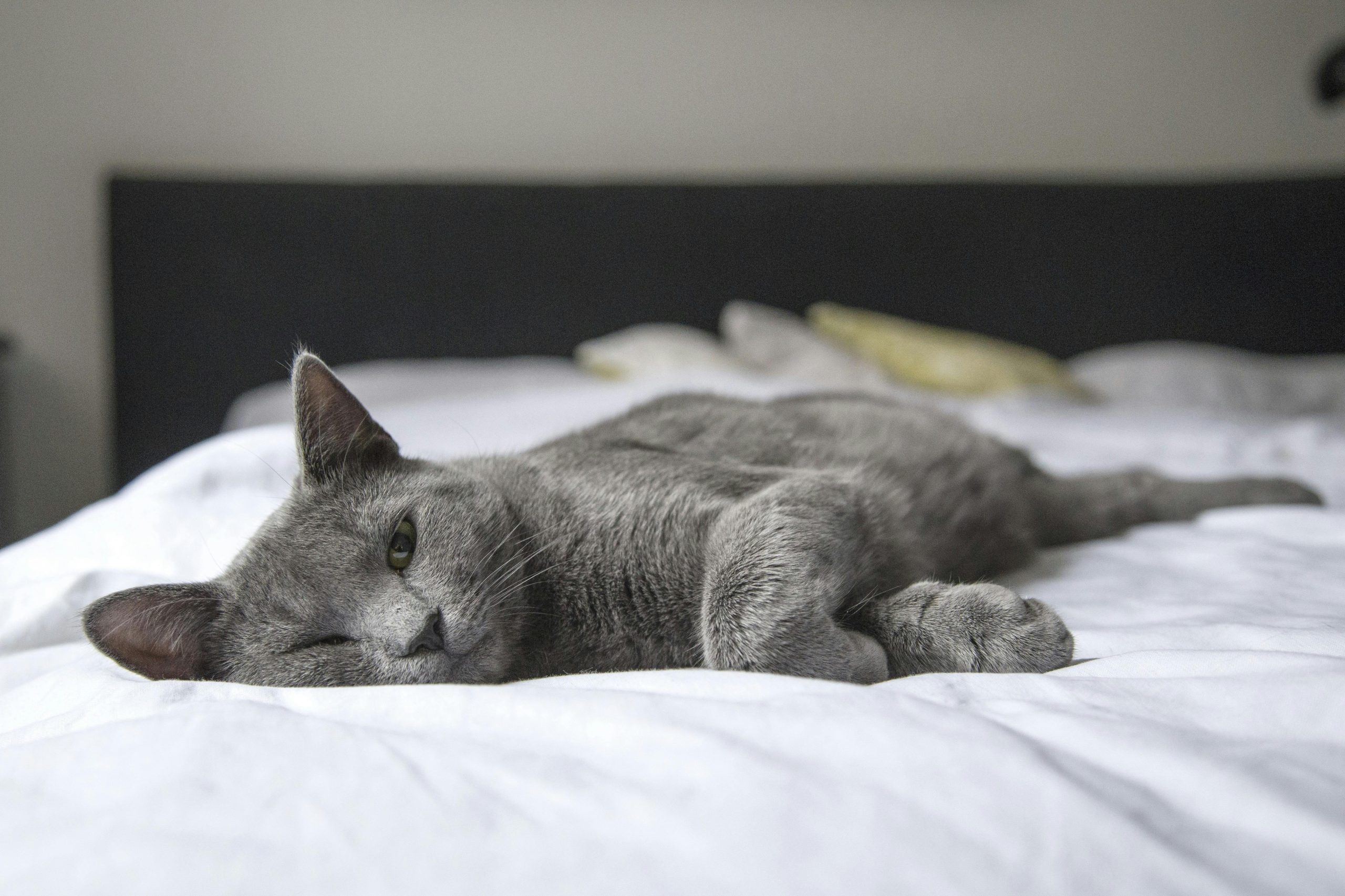 signs of depression in cats