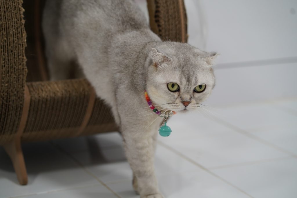 why does my cat follow me everywhere
