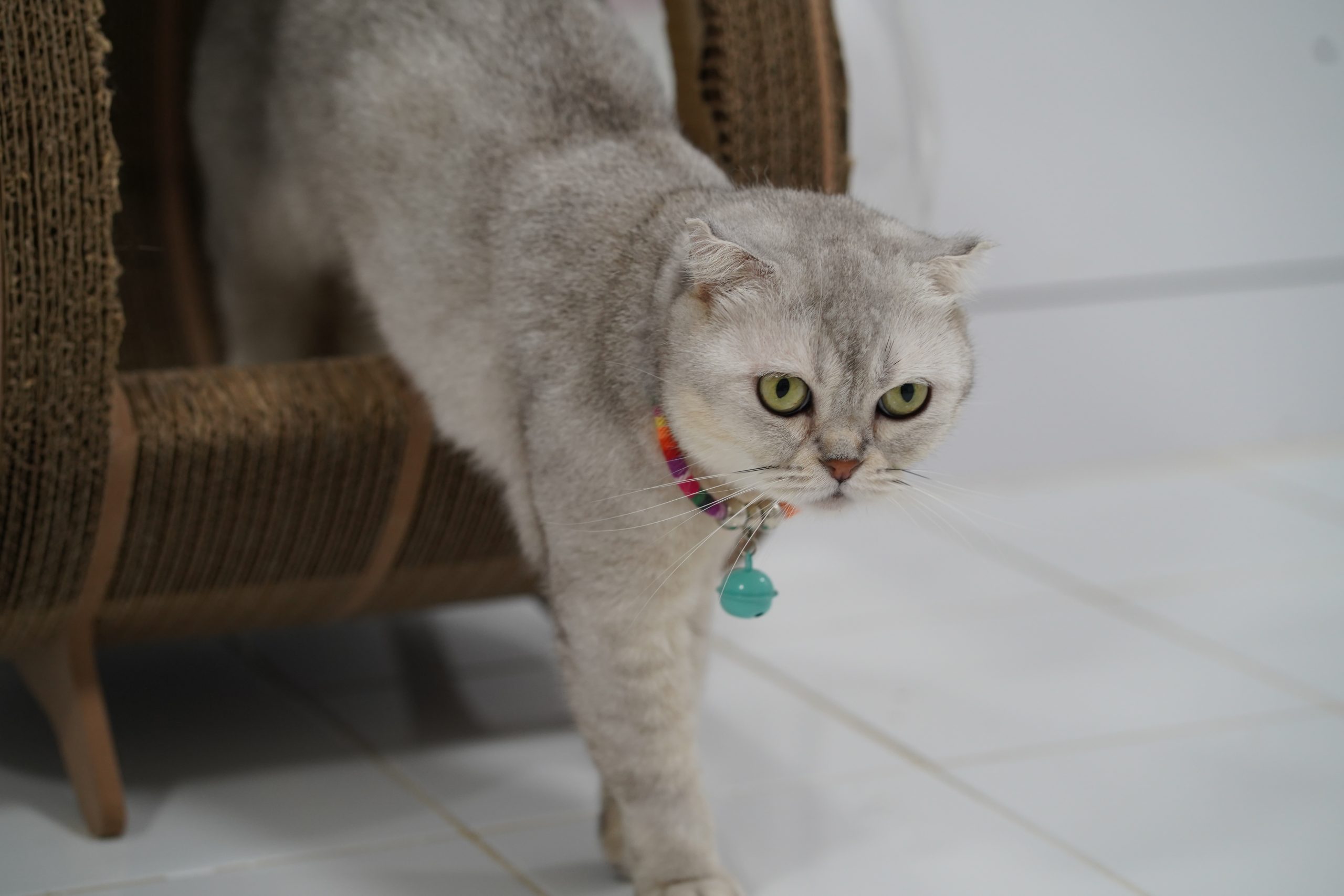 cat following you everywhere