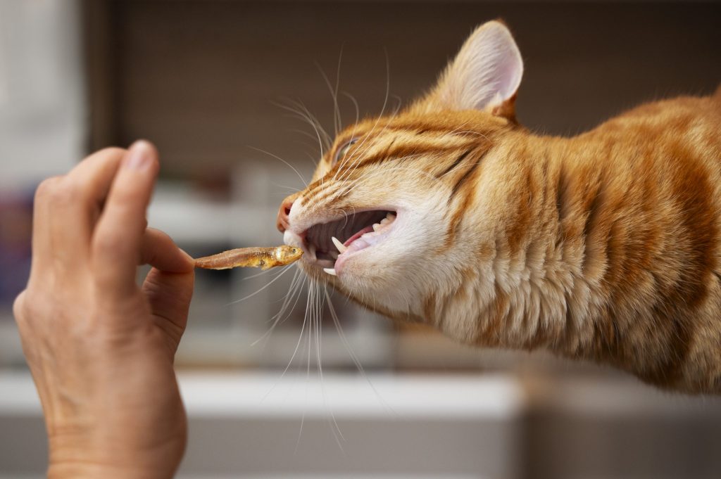 Can cats eat raw fish safely