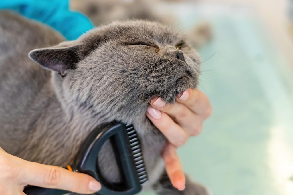 cat, grooming, nature, pet, fur, animal, care, feline