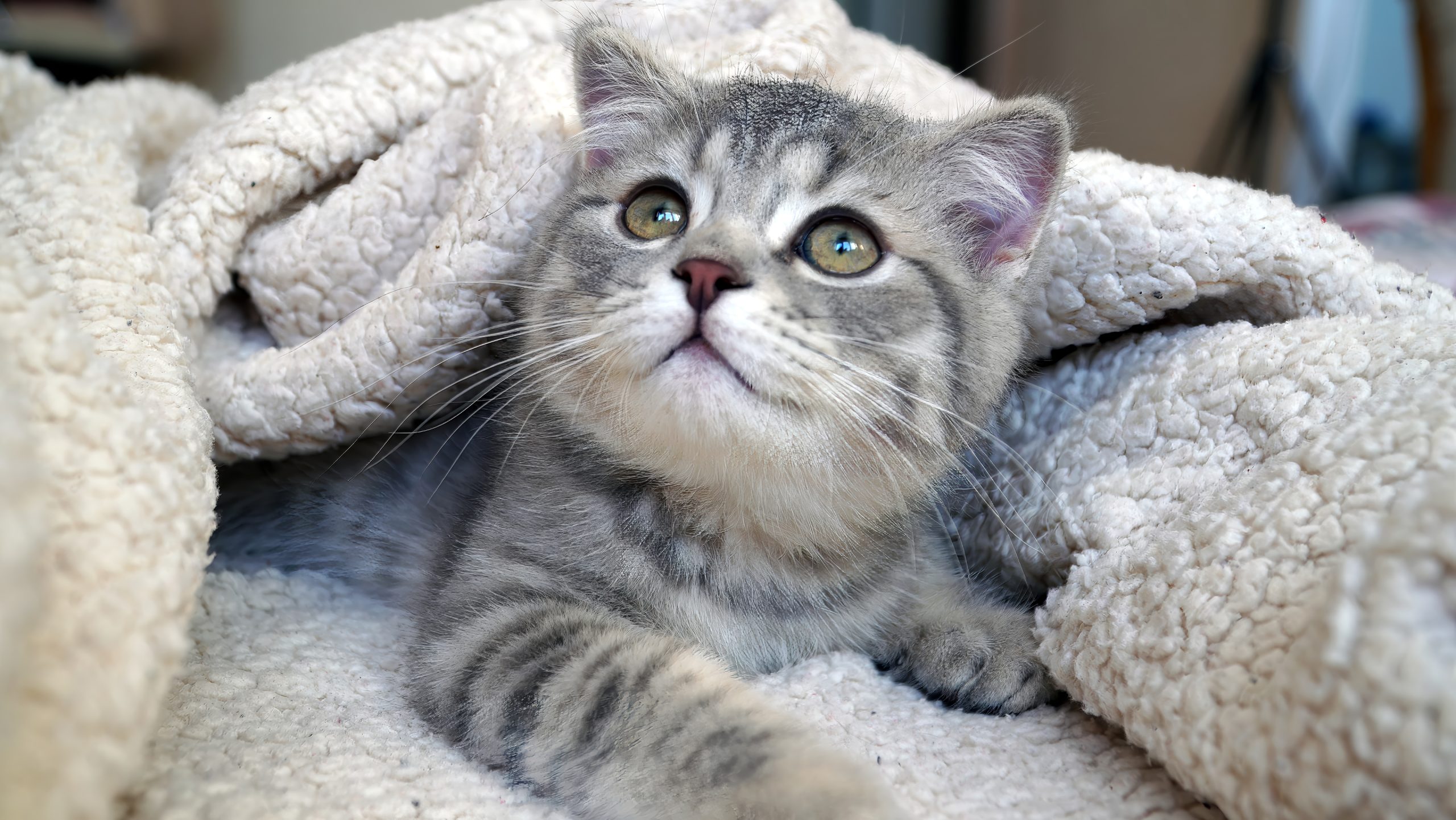 why-do-cats-knead-blankets