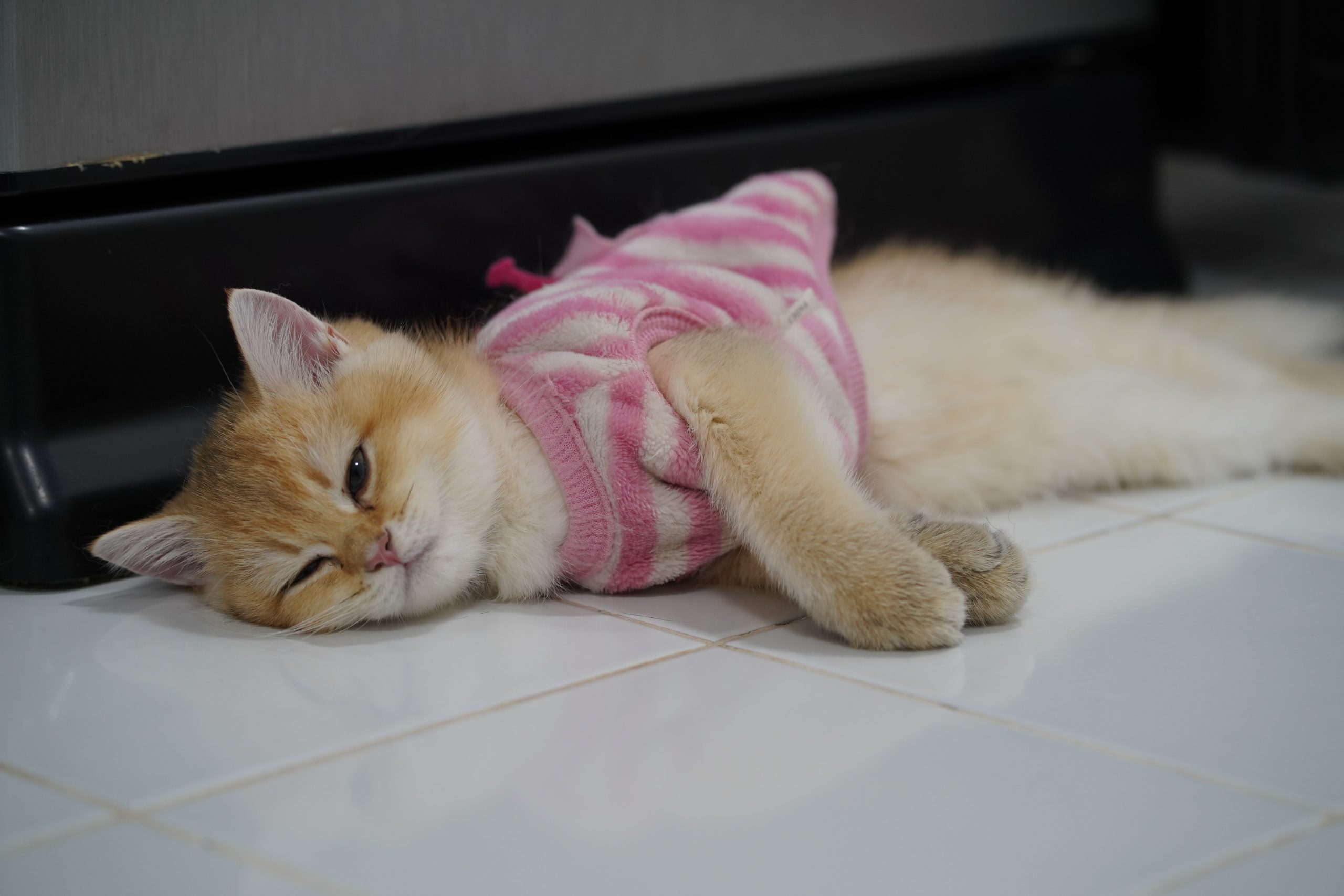 signs your cat’s diet isn’t working