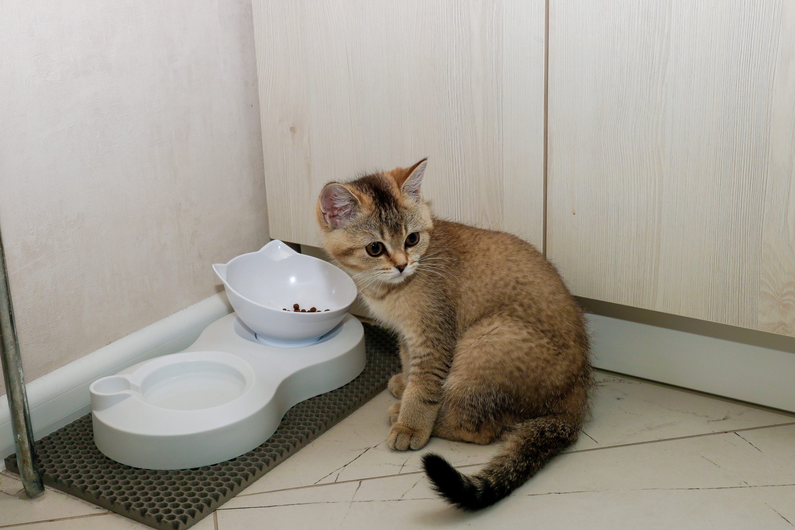 what should cats eat daily