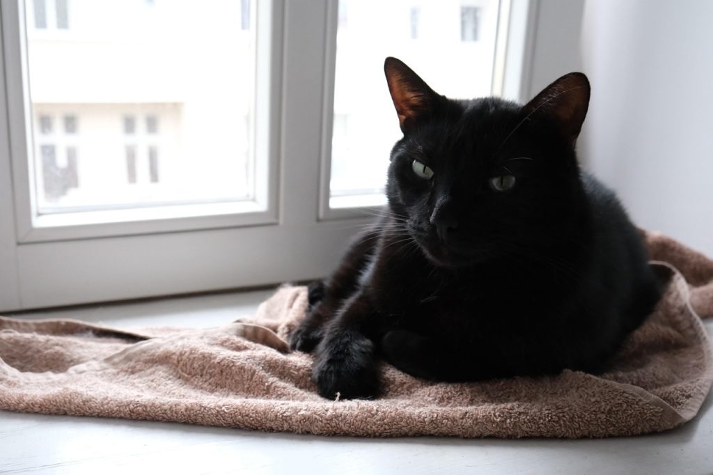 Why Do Cats Knead Blankets? 5 Strange Reasons Explained