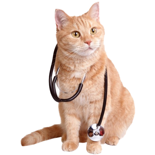orange cat with stethoscope removebg preview