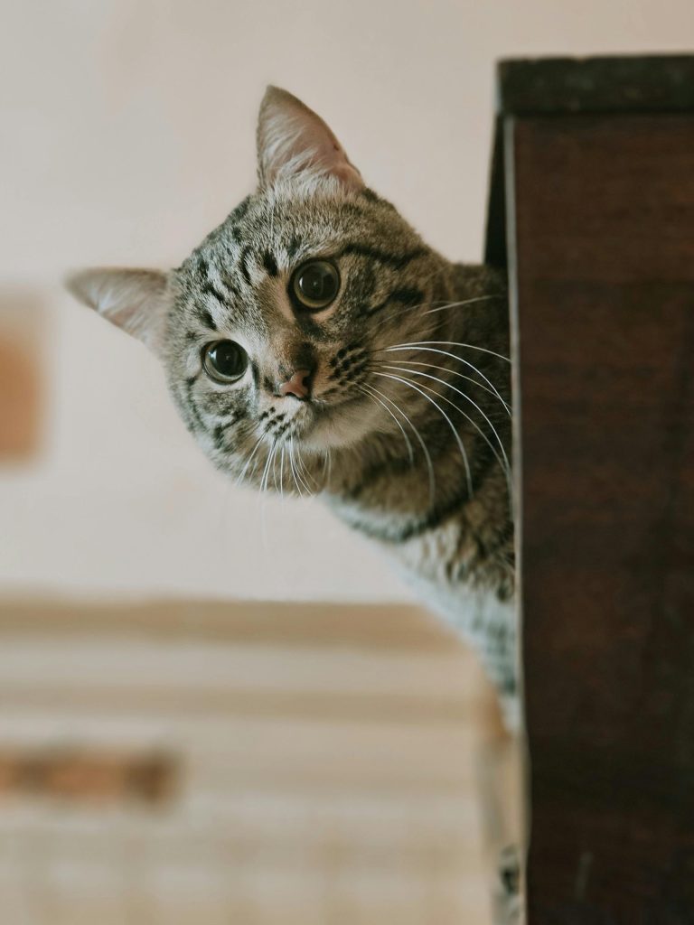 A playful tabby cat peeks around a corner indoors, showcasing curiosity.