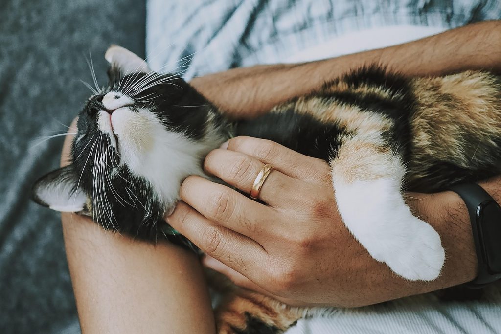 why you should have a cat