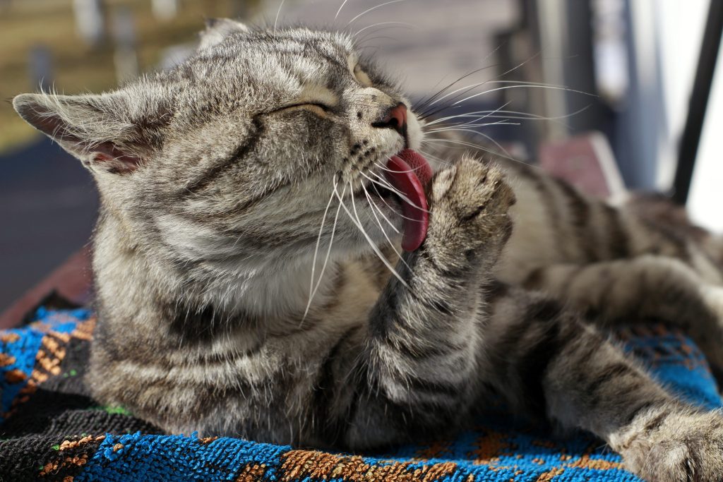Why Is My Cat Drooling