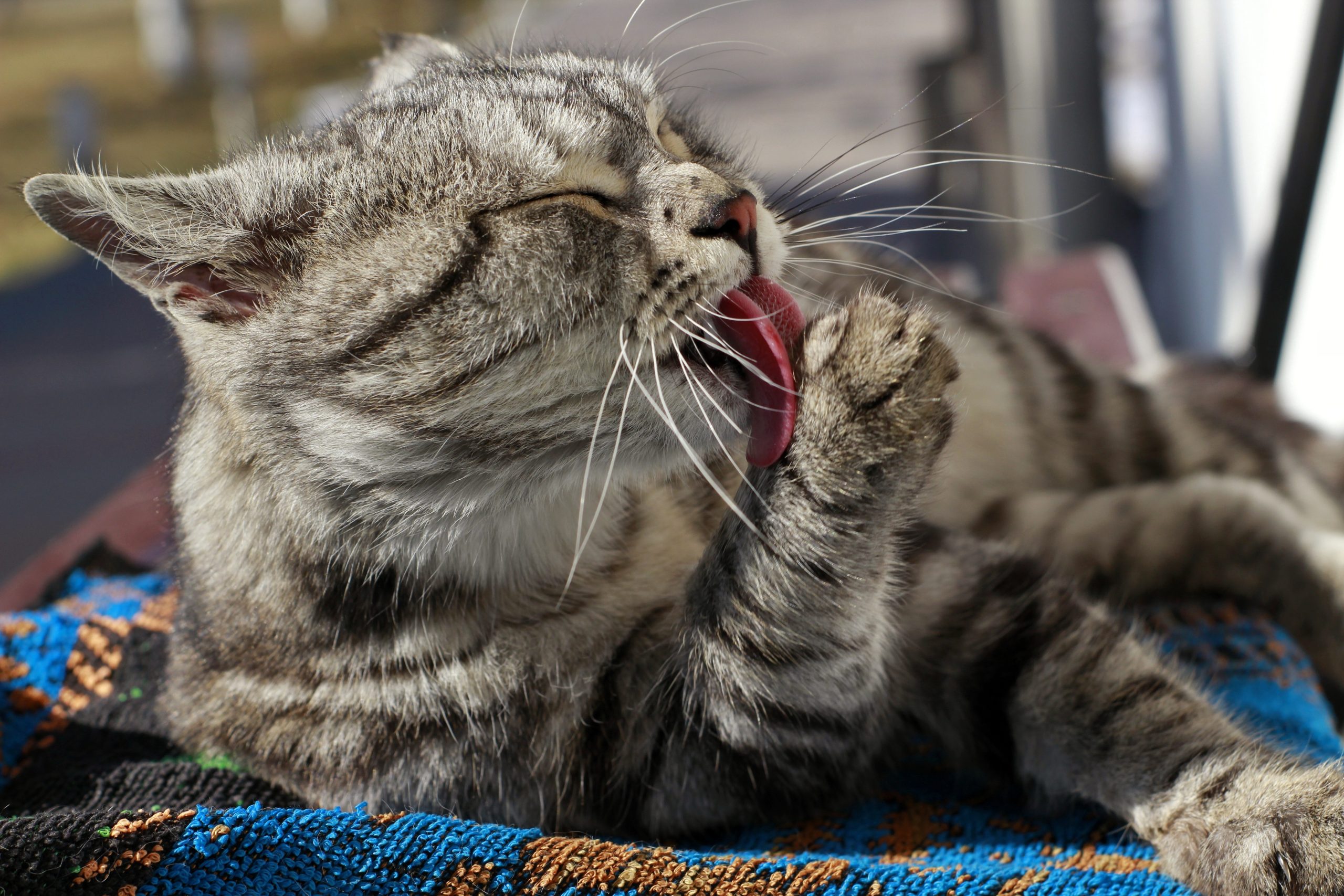 Why Is My Cat Drooling