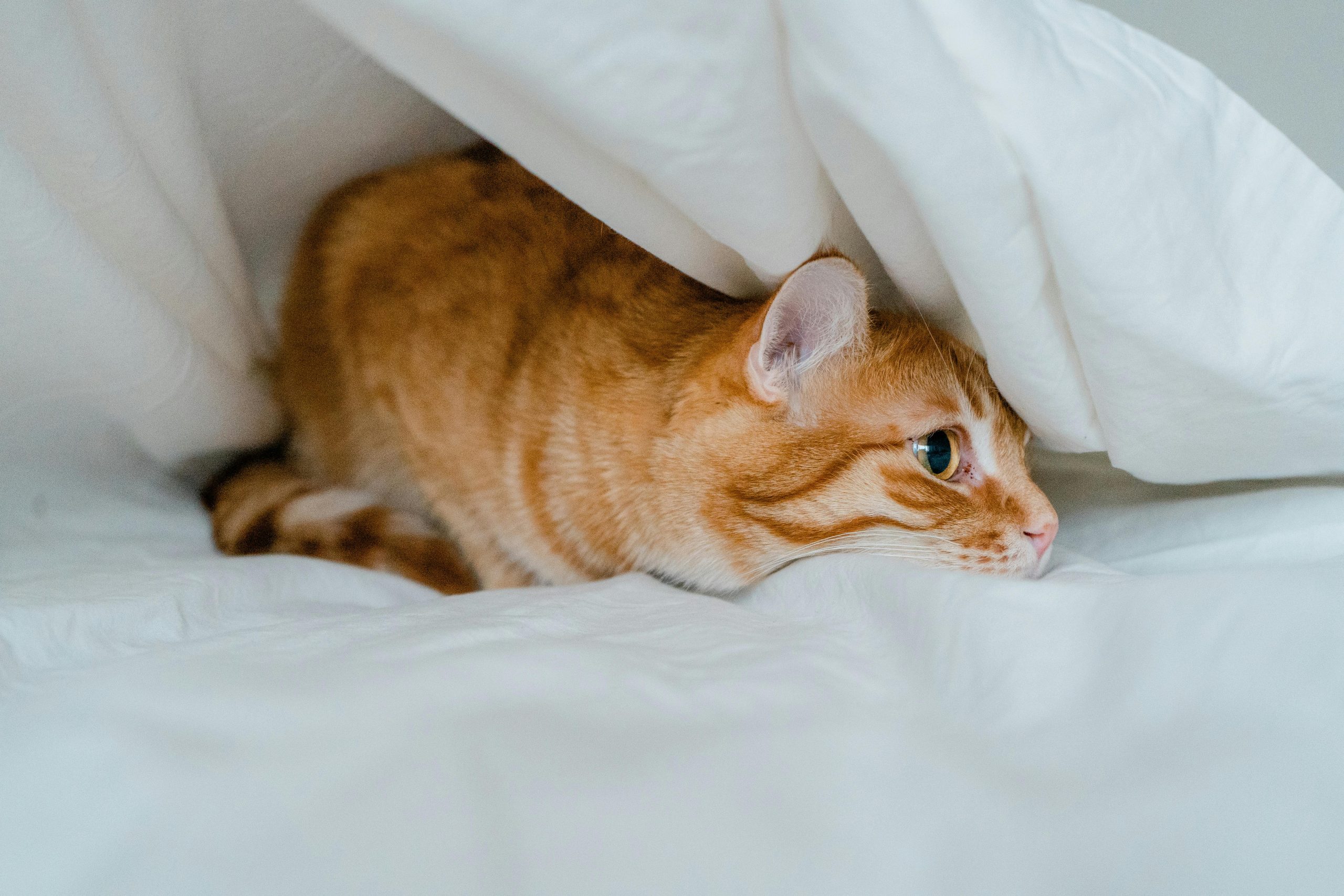 why is my cat hiding under the blanket
